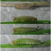 kir climene larva1 volg